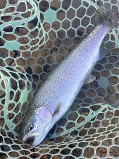 ニジマスの釣果