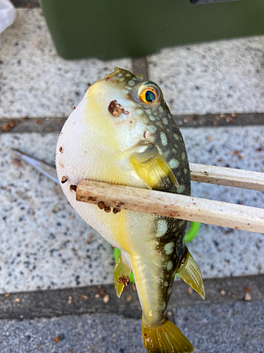 コモンフグの釣果