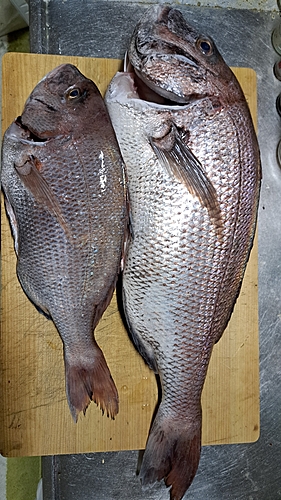 マダイの釣果