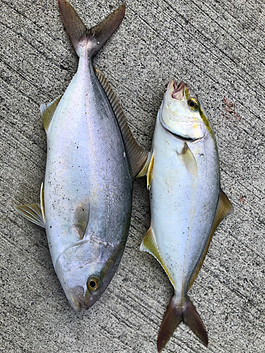 ショゴの釣果