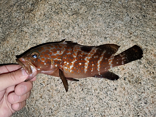 キジハタの釣果