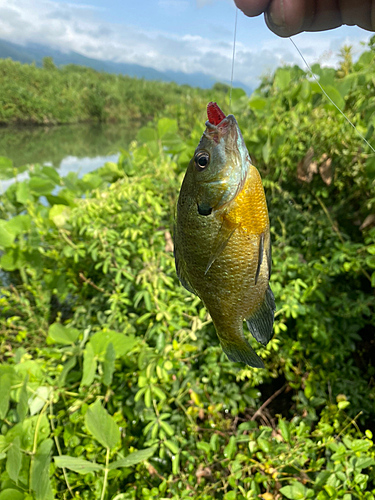 ブルーギルの釣果