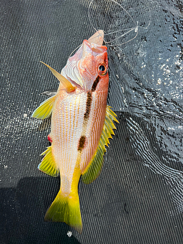 ヨコスジフエダイの釣果