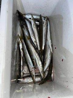 カマスの釣果