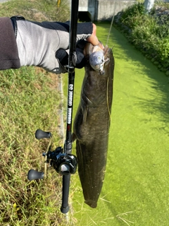 ナマズの釣果