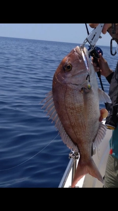 タイの釣果