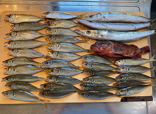 アジの釣果