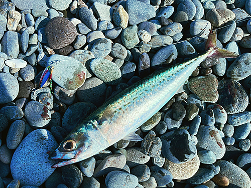 ゴマサバの釣果