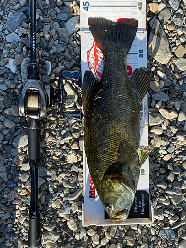 スモールマウスバスの釣果