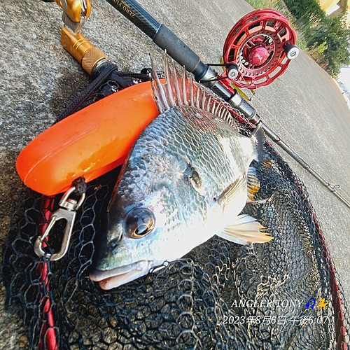 チヌの釣果