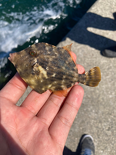 カワハギの釣果