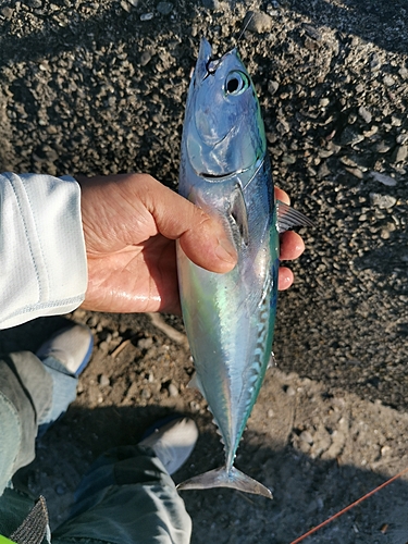 マルソウダの釣果