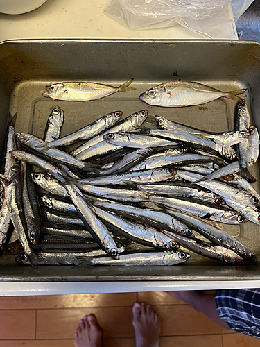 カタクチイワシの釣果