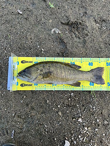 スモールマウスバスの釣果