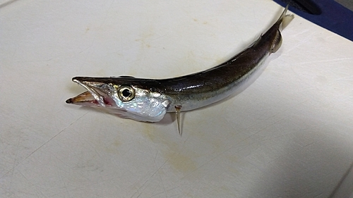 カマスの釣果