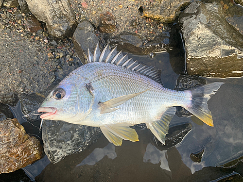 キビレの釣果