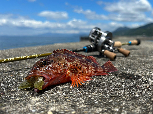 カサゴの釣果