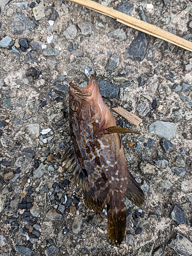 アコウの釣果