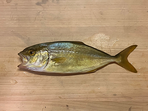 ショゴの釣果