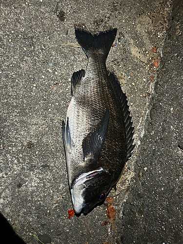 クロダイの釣果