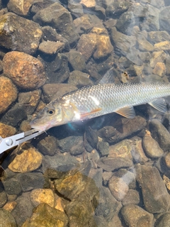 ニゴイの釣果