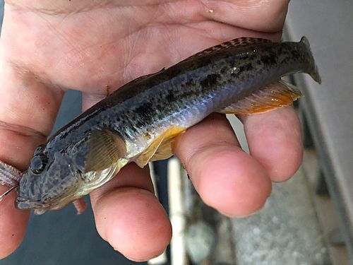 マハゼの釣果