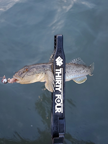 マハゼの釣果