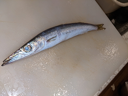 カマスの釣果