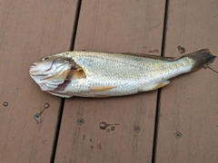 イシモチの釣果