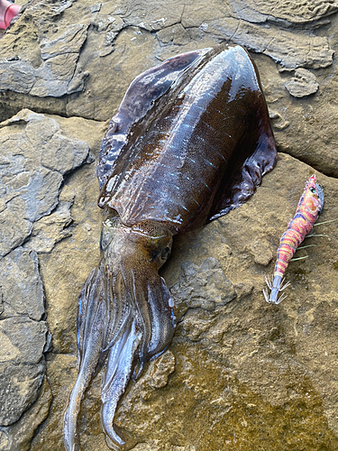 イカの釣果