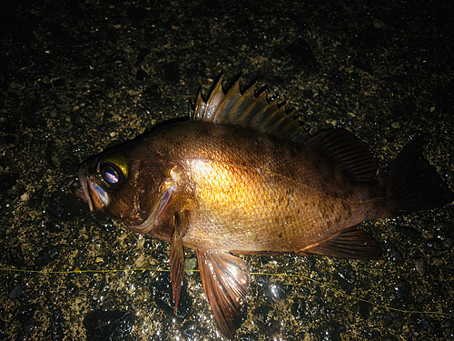 釣果