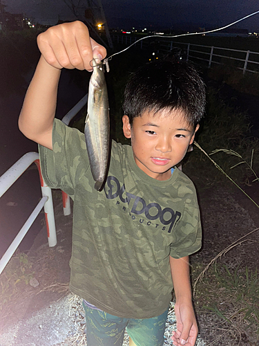 ナマズの釣果