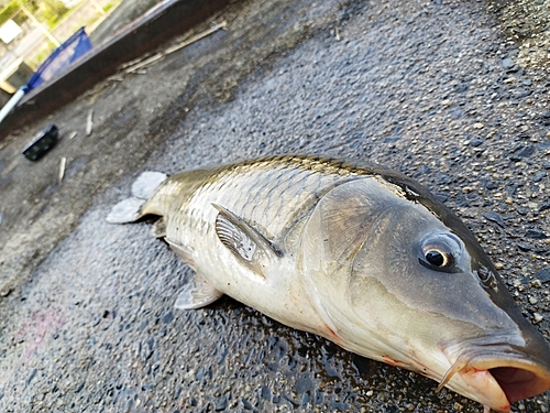 コイの釣果