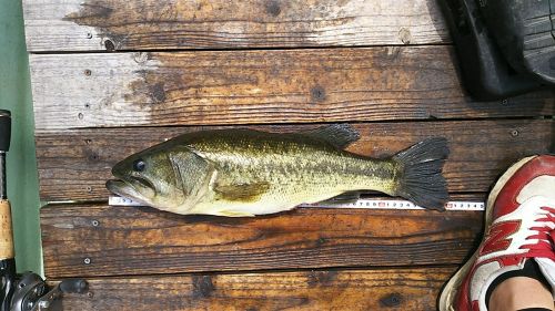 ブラックバスの釣果