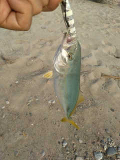 ワカシの釣果