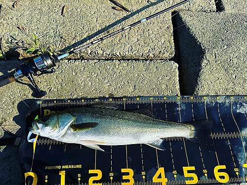 シーバスの釣果