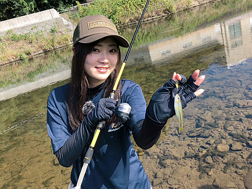 カワムツの釣果