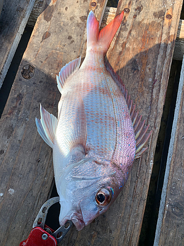 釣果