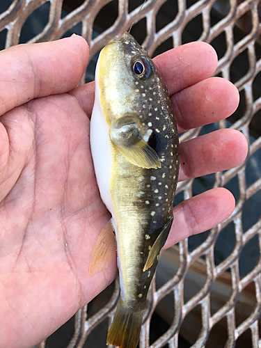 クサフグの釣果