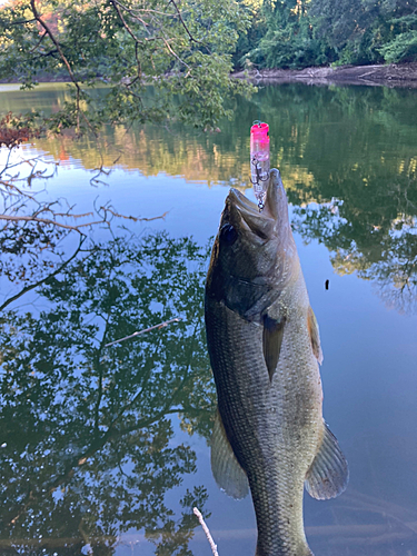 ラージマウスバスの釣果