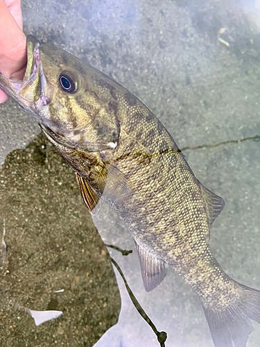 スモールマウスバスの釣果