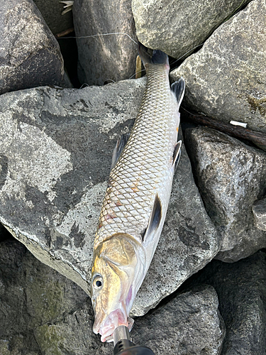 ニゴイの釣果