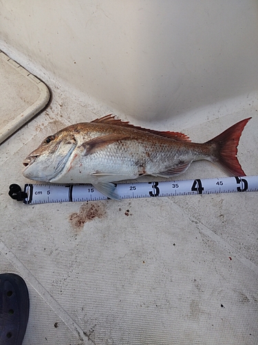 マダイの釣果