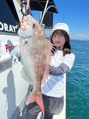 マダイの釣果