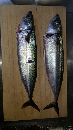 サバの釣果