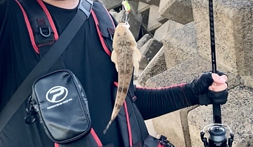 マゴチの釣果