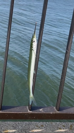 サヨリの釣果