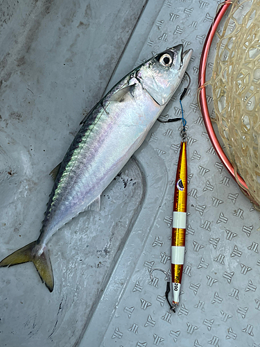 サバの釣果