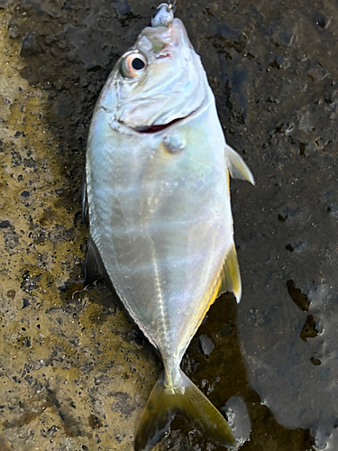 メッキの釣果