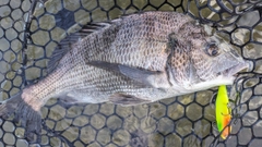 チヌの釣果